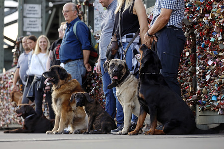 Symbolfoto Hundeschule