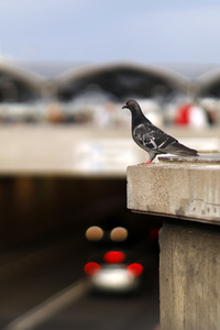 Symbolfoto Stadttauben