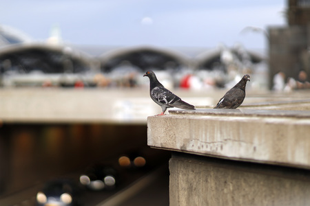 Symbolfoto Stadttauben