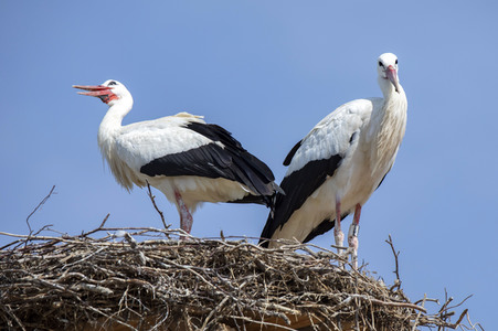 Störche in Überlingen