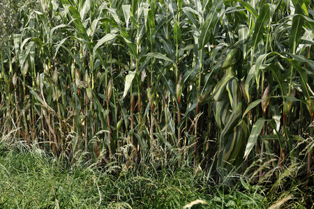 AGRAR ART: Maisfeld / Cornfield Bodypainting