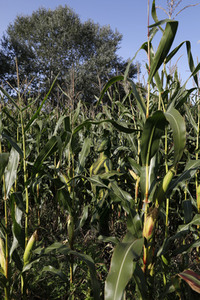AGRAR ART: Maisfeld / Cornfield Bodypainting