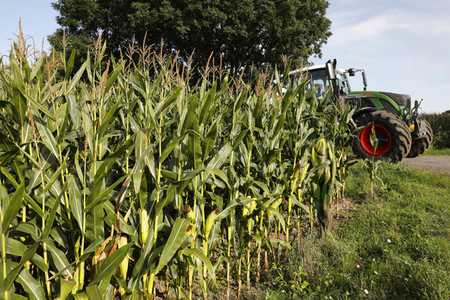AGRAR ART: Maisfeld / Cornfield Bodypainting