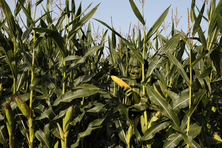 AGRAR ART: Maisfeld / Cornfield Bodypainting