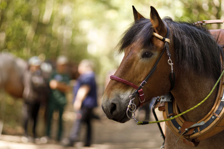 Deutsche Meisterschaft der Pferderücker in Erftstadt