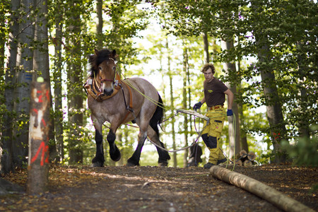 Deutsche Meisterschaft der Pferderücker in Erftstadt