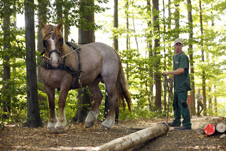 Deutsche Meisterschaft der Pferderücker in Erftstadt