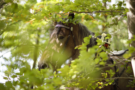 Deutsche Meisterschaft der Pferderücker in Erftstadt