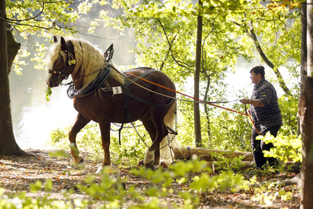 Deutsche Meisterschaft der Pferderücker in Erftstadt