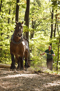 Deutsche Meisterschaft der Pferderücker in Erftstadt