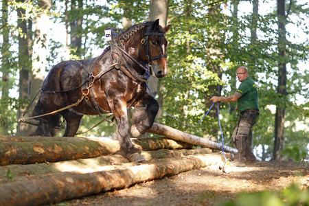 Deutsche Meisterschaft der Pferderücker in Erftstadt