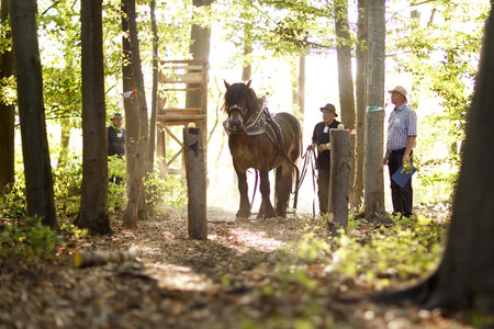 Deutsche Meisterschaft der Pferderücker in Erftstadt