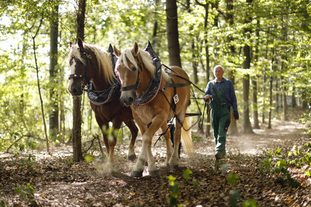 Deutsche Meisterschaft der Pferderücker in Erftstadt