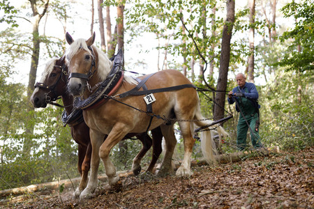 Deutsche Meisterschaft der Pferderücker in Erftstadt