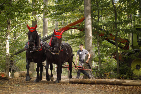 Deutsche Meisterschaft der Pferderücker in Erftstadt