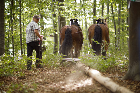 Deutsche Meisterschaft der Pferderücker in Erftstadt