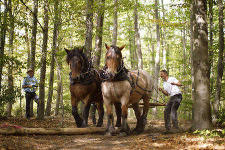 Deutsche Meisterschaft der Pferderücker in Erftstadt