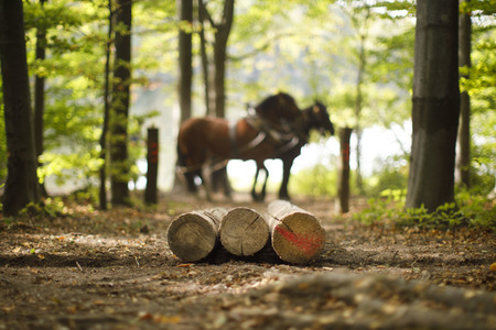 Deutsche Meisterschaft der Pferderücker in Erftstadt