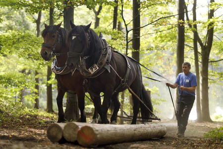 Deutsche Meisterschaft der Pferderücker in Erftstadt