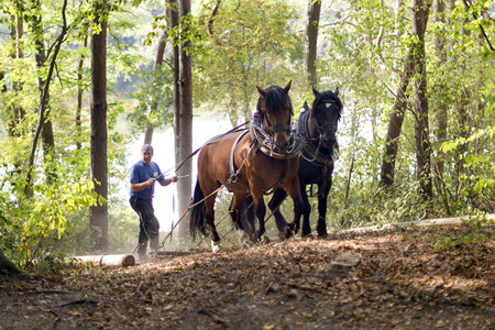 Deutsche Meisterschaft der Pferderücker in Erftstadt