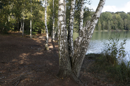 NATURE ART: Birken / Birch Trees Bodypainting