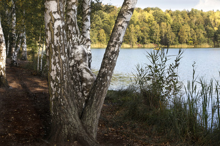 NATURE ART: Birken / Birch Trees Bodypainting