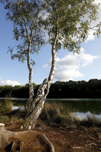 NATURE ART: Birken / Birch Trees Bodypainting