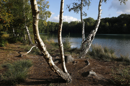 NATURE ART: Birken / Birch Trees Bodypainting