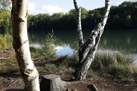 NATURE ART: Birken / Birch Trees Bodypainting