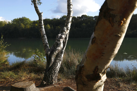 NATURE ART: Birken / Birch Trees Bodypainting