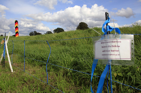 Wildschweinbarriere bei Görlitz