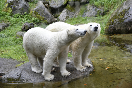 Eisbären im Tierpark Hellabrunn in München