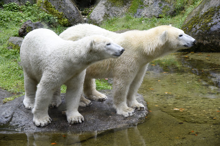 Eisbären im Tierpark Hellabrunn in München