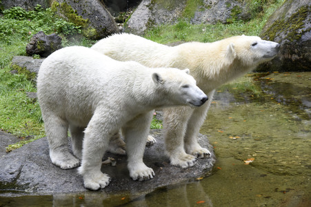 Eisbären im Tierpark Hellabrunn in München
