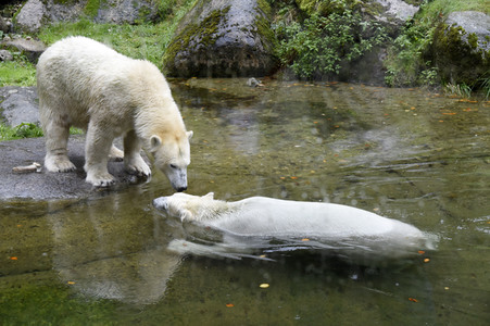 Eisbären im Tierpark Hellabrunn in München