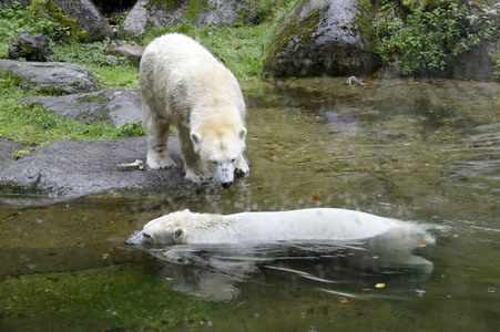 Eisbären im Tierpark Hellabrunn in München