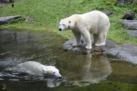 Eisbären im Tierpark Hellabrunn in München
