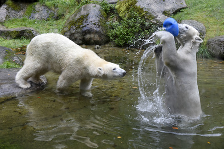 Eisbären im Tierpark Hellabrunn in München