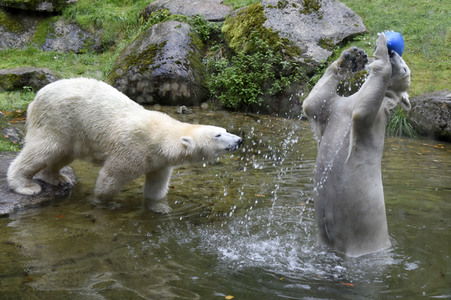 Eisbären im Tierpark Hellabrunn in München