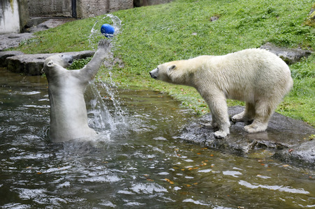 Eisbären im Tierpark Hellabrunn in München