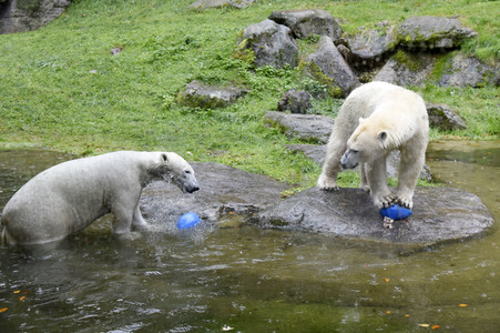 Eisbären im Tierpark Hellabrunn in München