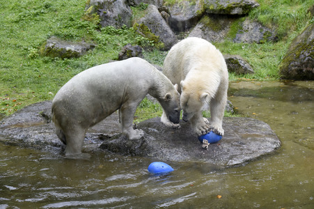 Eisbären im Tierpark Hellabrunn in München