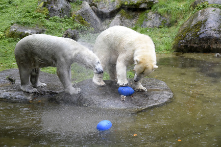 Eisbären im Tierpark Hellabrunn in München