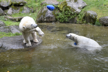 Eisbären im Tierpark Hellabrunn in München