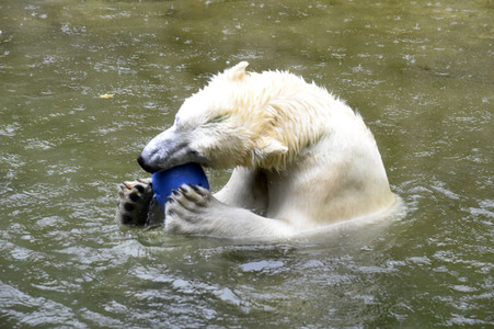 Eisbären im Tierpark Hellabrunn in München