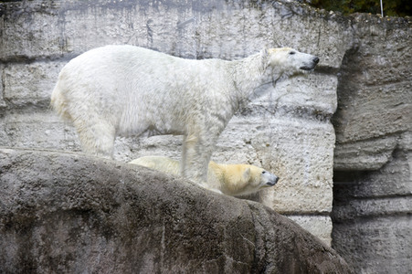 Eisbären im Tierpark Hellabrunn in München