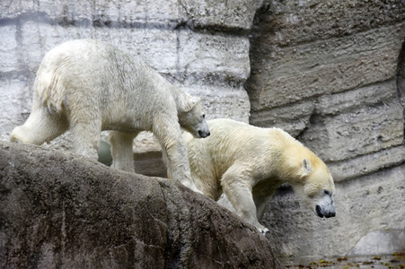 Eisbären im Tierpark Hellabrunn in München