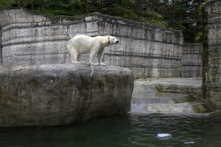 Eisbären im Tierpark Hellabrunn in München