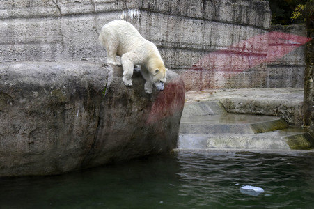 Eisbären im Tierpark Hellabrunn in München