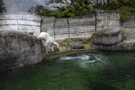 Eisbären im Tierpark Hellabrunn in München
